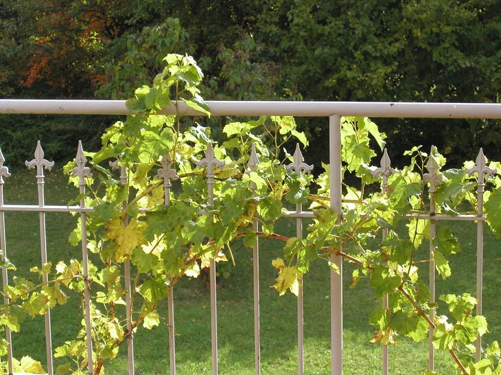 Weinlaub im Herbst - schon gesehen? Hinschauen im Freien tut gut.